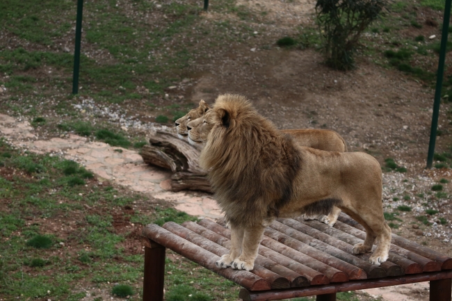 Cumhurbaşkanı Erdoğan'ın aslanları Gaziantep'i sevdi